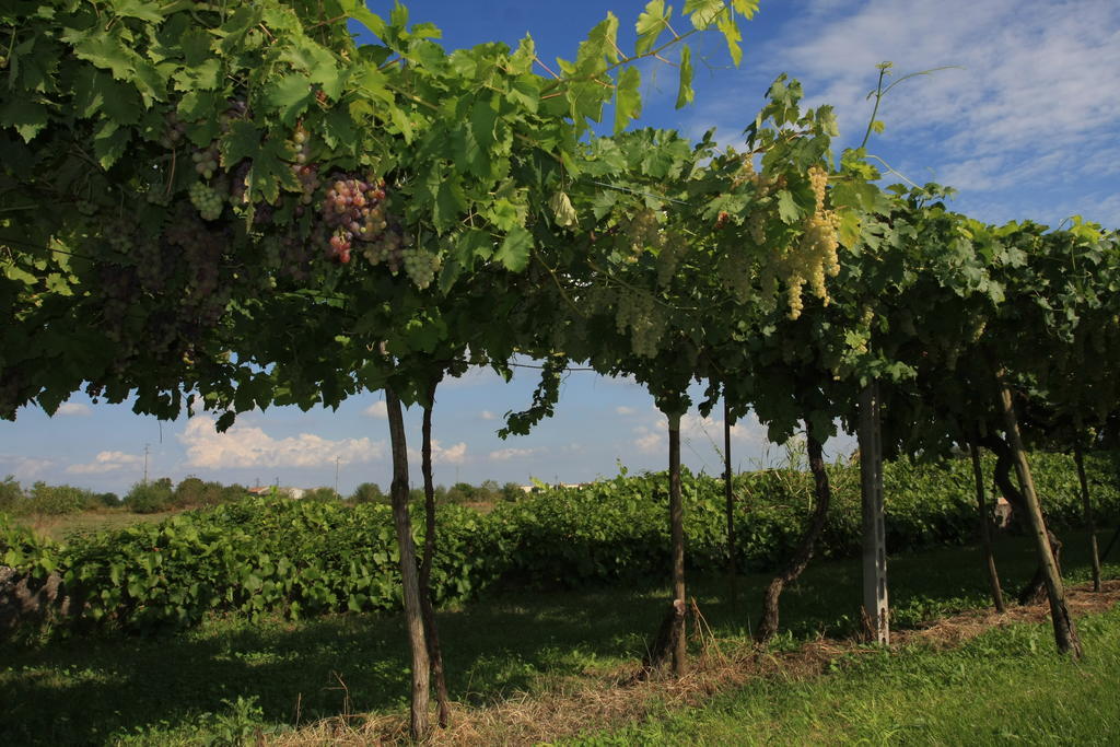 Agriturismo Ca' La Pergola Lugagnano Exteriör bild